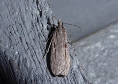 Scoparia indistinctalis