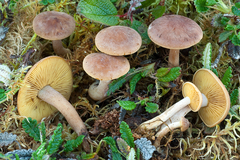 Calocybe onychina