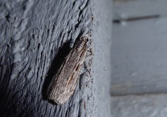 Scoparia indistinctalis