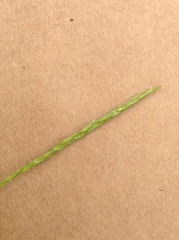 Microstegium vimineum