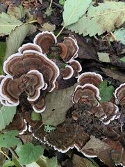 Trametes versicolor