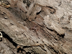 Anachemmis