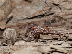 Anachemmis
