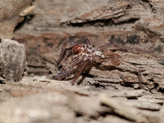 Anachemmis