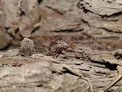 Anachemmis