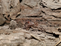 Anachemmis