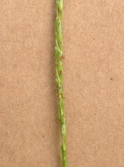 Microstegium vimineum