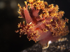 Dendronotus lacteus