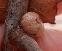 Kermesidae
