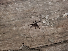 Anachemmis