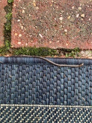 Lumbricus terrestris