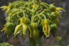 Cotyledon cuneata