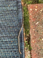 Lumbricus terrestris