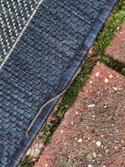 Lumbricus terrestris