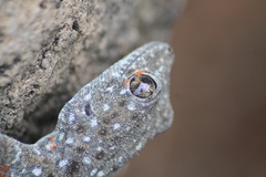 Ptyodactylus puiseuxi
