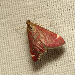 Pyrausta grotei