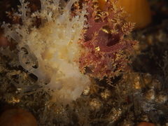 Dendronotus lacteus