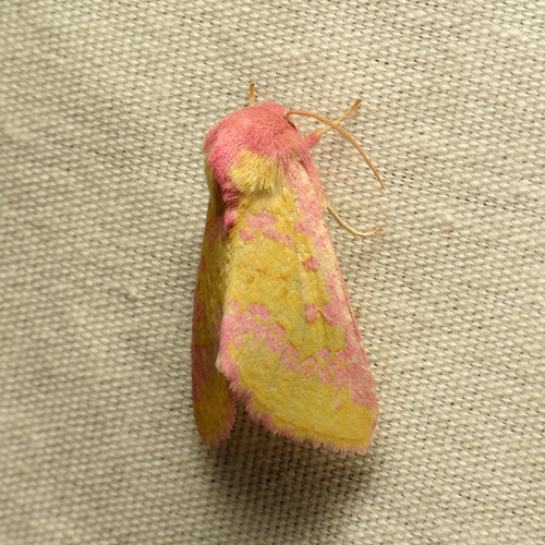 Pink Prairie Moth photo 2