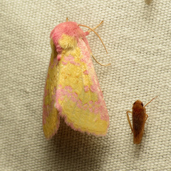 Psectrotarsia suavis