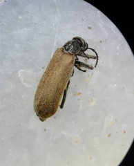 Epicauta ochrea