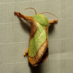 Parasa chloris