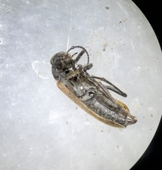 Epicauta ochrea