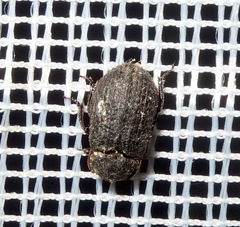 Trox scaber