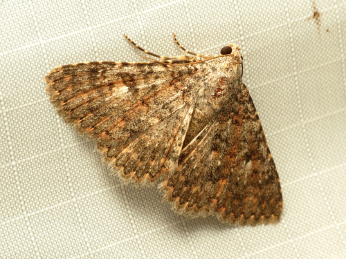 Matigramma emmilta photo 5