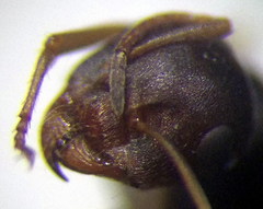 Proformica epinotalis