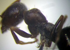 Proformica epinotalis