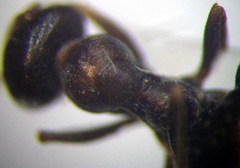 Proformica epinotalis