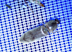 Stenagostus rhombeus