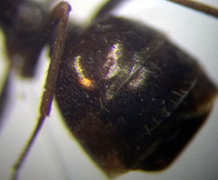 Proformica epinotalis