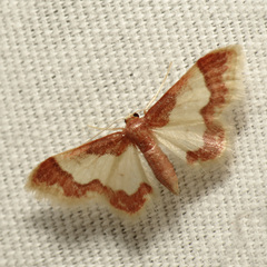 Idaea basinta