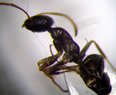 Proformica epinotalis
