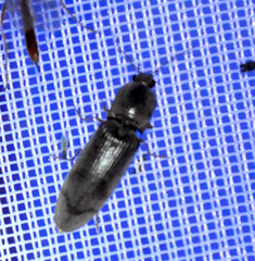 Stenagostus rhombeus