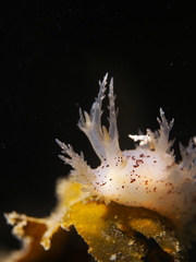 Dendronotus
