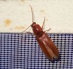 Stenagostus rufus