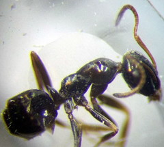 Proformica epinotalis