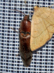 Stenagostus rhombeus