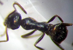 Proformica epinotalis
