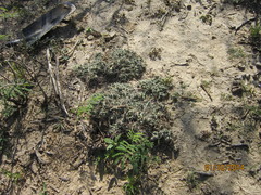 Coryphantha macromeris runyonii