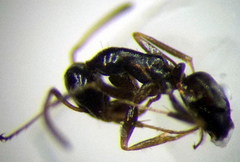 Proformica epinotalis