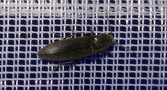 Agriotes pilosellus