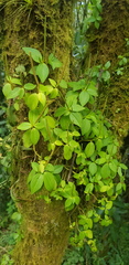 Peperomia glabella