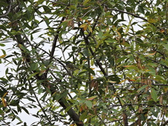 Vireo solitarius