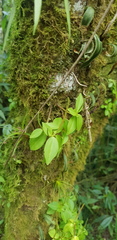 Peperomia glabella