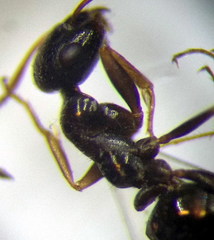 Proformica epinotalis