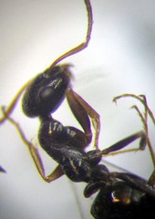 Proformica epinotalis