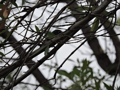 Vireo solitarius